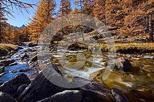 La ClareÌe river with larch trees in full Fall colors. NeÌvache, Hautes-Alpes, Alps, France